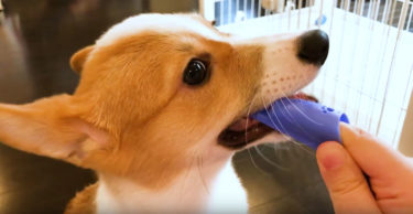 ご飯が待てない子犬のコーギー犬ポパイくん -かみかみ歯磨き-