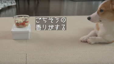 子犬のコーギーポパイ君がお魚デビュー。食べた反応は？