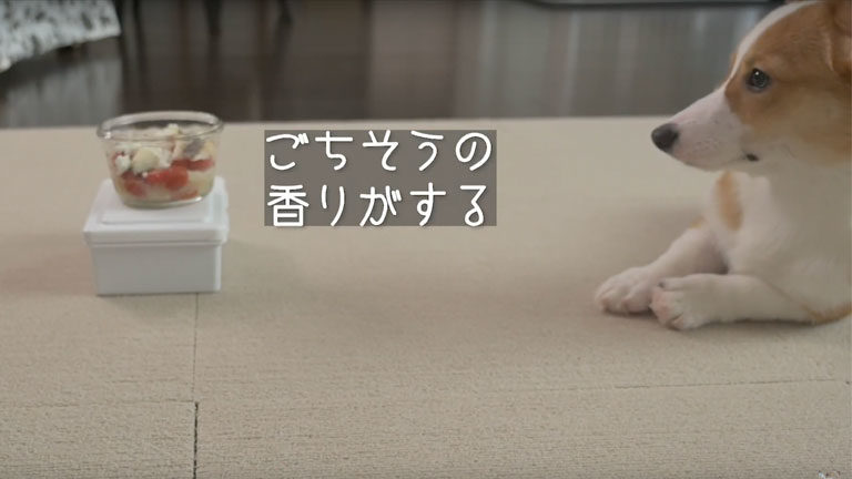 はじめて魚（鱈）を食べるコーギの子犬のポパイくん