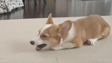 人生で初めて鹿肉ジャーキーを食べるコーギの子犬ポパイくん