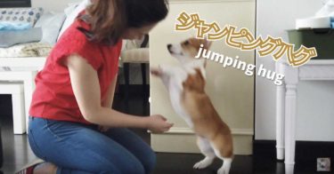 お手が成功して嬉しさのあまりジャンプしてハグしちゃうコーギー犬ポパイ