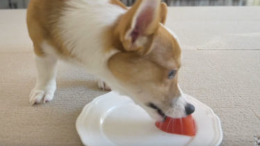 【コーギー | 子犬】初めて食べるゼリーの食感に夢中になるコーギーのポパイ(DOG TREAT)