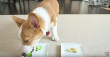 コーギー子犬の食べ比べコンテスト| 咀嚼音【ASMR】