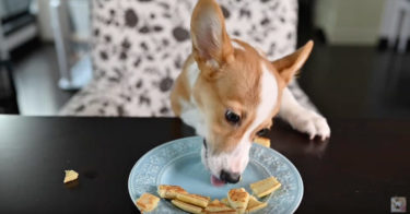 はじめてバナナパンケーキを食べるコーギー犬のポパイくん。