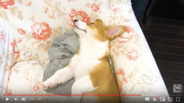 安らかに眠る子犬のコーギー