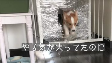 子犬のコーギーがはじめて鹿を食べる動画