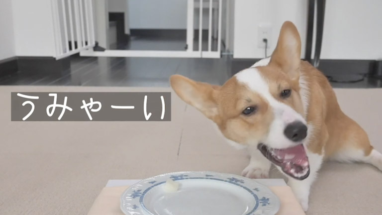 Asmr コーギー犬ポパイの咀嚼音の動画 ポパイtheコーギーの部屋