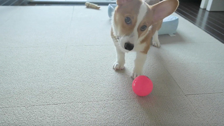 音の鳴るボールに興奮する子犬のコーギー犬のポパイ君