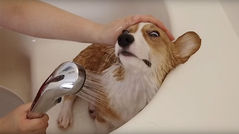 コーギー子犬の初めてのお風呂 気持ちいいことを知りまんざらでもないポパイ君 ポパイtheコーギーの部屋