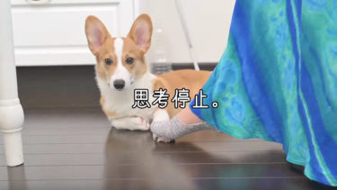 足をシレッとのせたら思考停止するコーギー犬ポパイくん