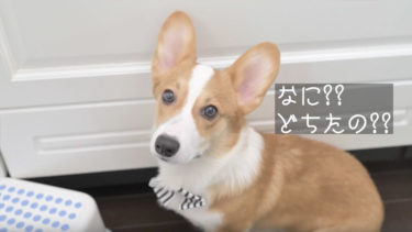 秋の味覚かぼちゃを満喫する子犬のコーギー犬ポパイくん