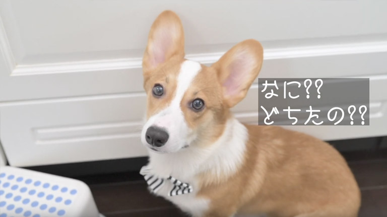 秋の味覚かぼちゃを満喫する子犬のコーギー犬ポパイくん ポパイtheコーギーの部屋