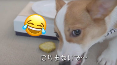 芋を落とした瞬間 野生化する子犬のコーギー犬ポパイくん ポパイtheコーギーの部屋