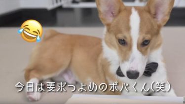 魚かチキンか迷うコーギー犬のポパイくん